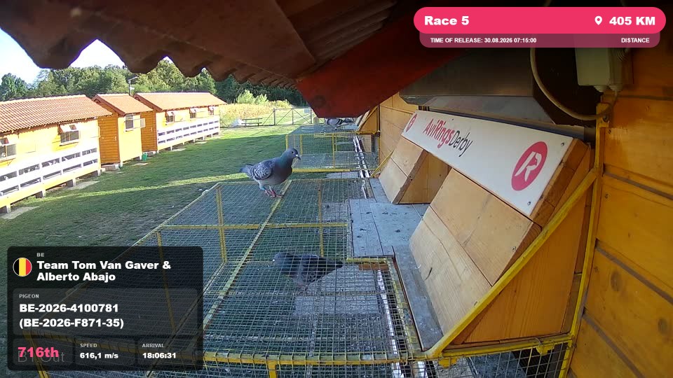 Pigeon Arrival Image For Race Race 5