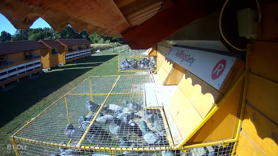 Pigeon Arrival Image For Race Race 3