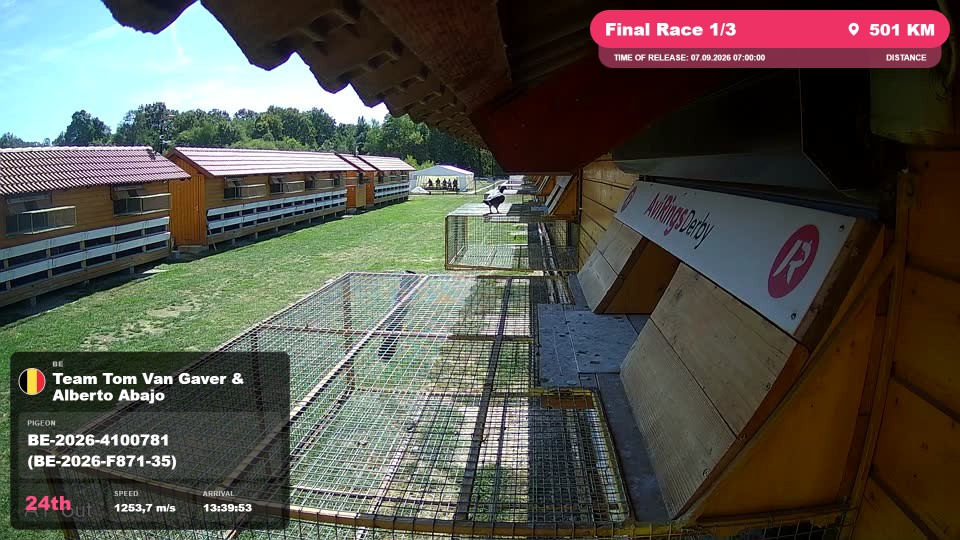 Pigeon Arrival Image For Race Final Race 1/3