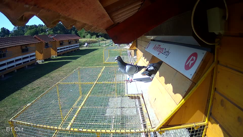 Pigeon Arrival Image For Race Race 2