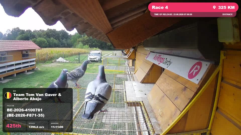 Pigeon Arrival Image For Race Race 4