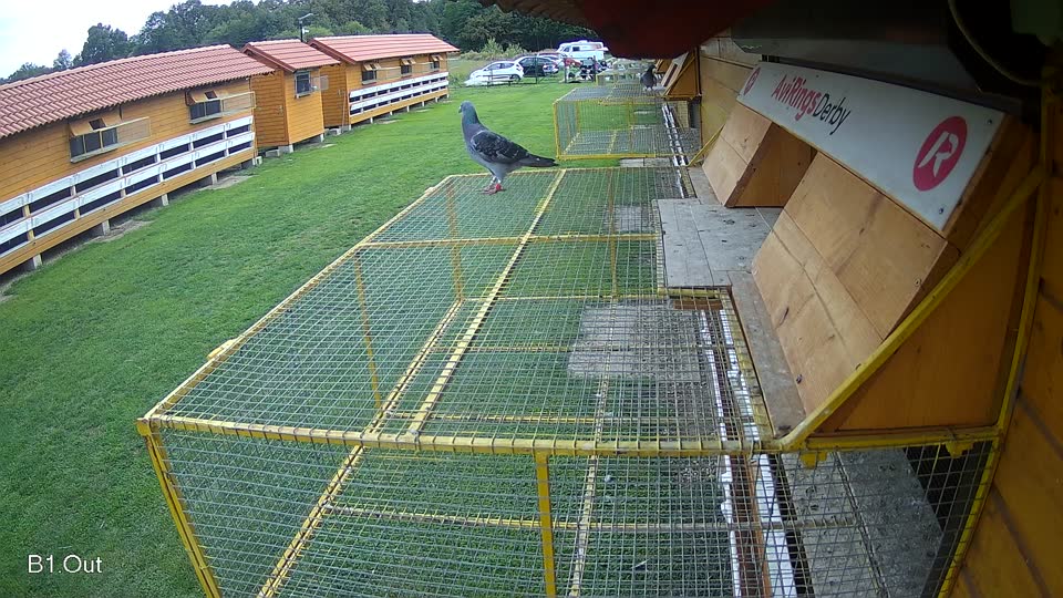 Pigeon Arrival Image For Race Final race 2