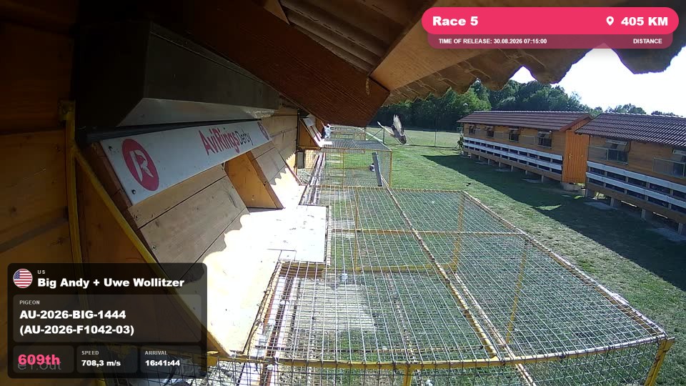 Pigeon Arrival Image For Race Race 5