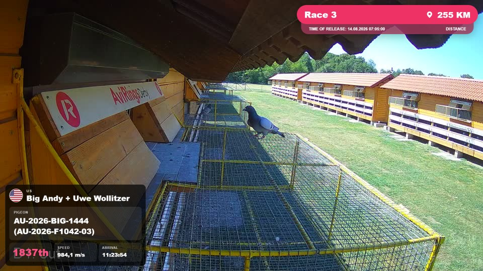Pigeon Arrival Image For Race Race 3