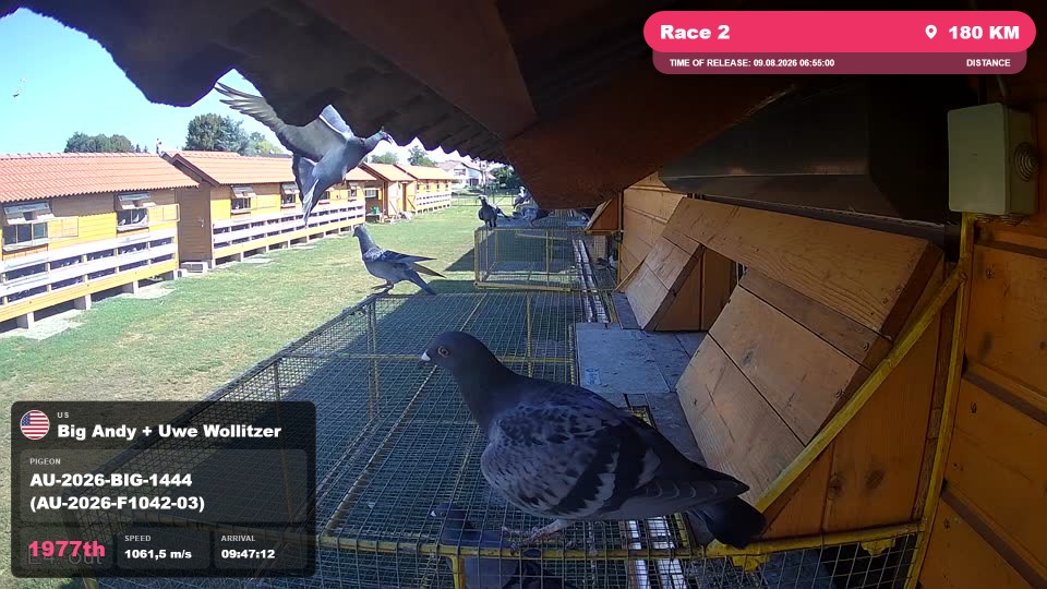 Pigeon Arrival Image For Race Race 2