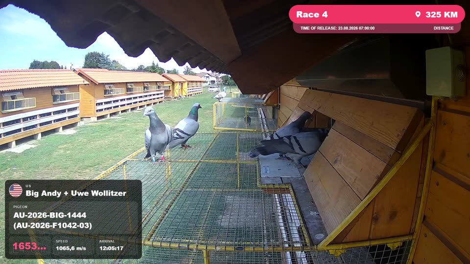 Pigeon Arrival Image For Race Race 4