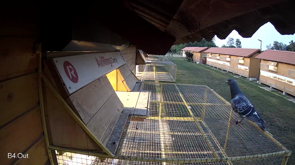 Pigeon Arrival Image For Race Race 2