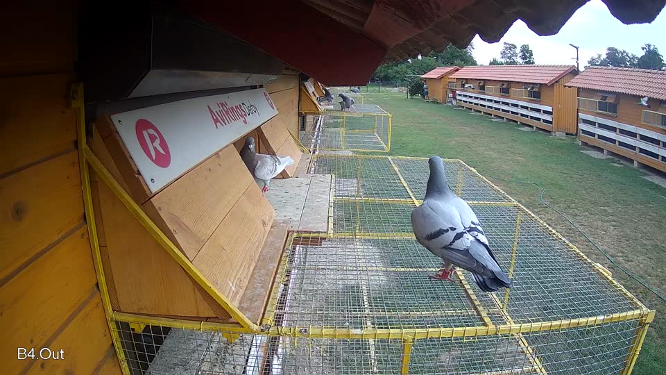 Pigeon Arrival Image For Race Race 3