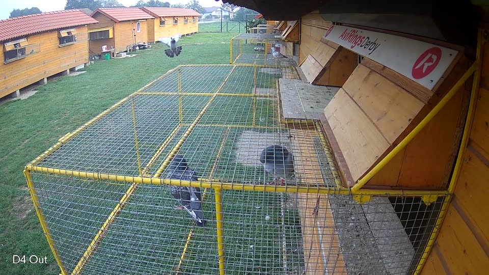 Pigeon Arrival Image For Race Final race 1