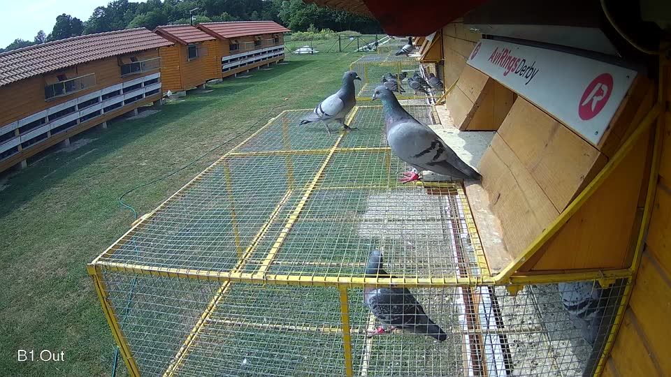 Pigeon Arrival Image For Race Race 3