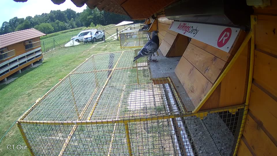 Pigeon Arrival Image For Race Race 4