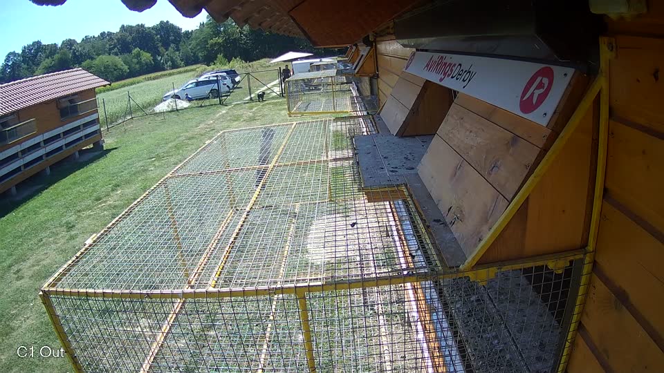 Pigeon Arrival Image For Race Race 5