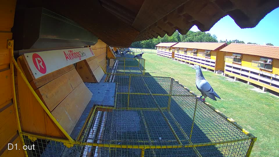 Pigeon Arrival Image For Race Race 3