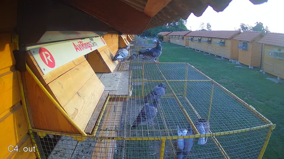 Pigeon Arrival Image For Race Final Race 1/3