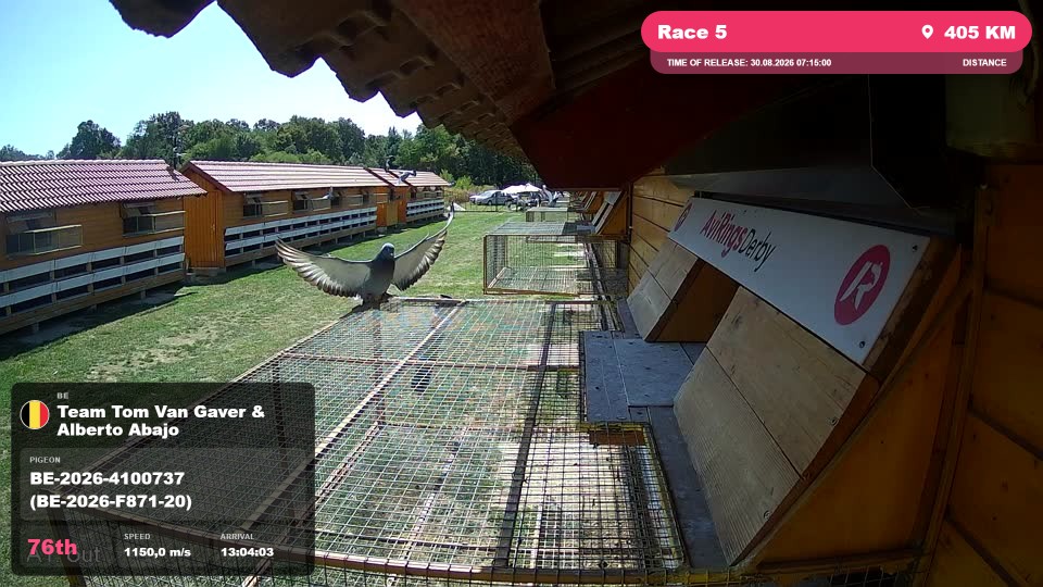 Pigeon Arrival Image For Race Race 5