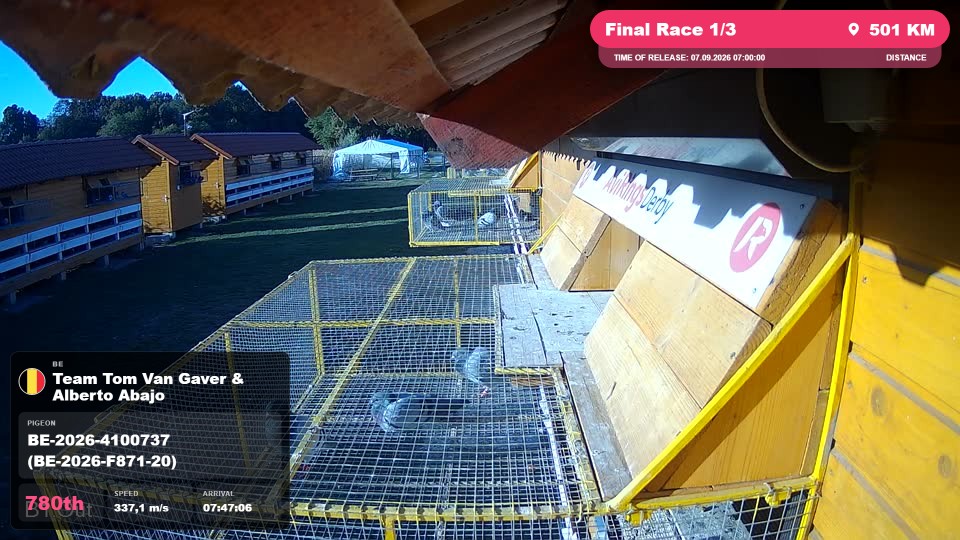 Pigeon Arrival Image For Race Final Race 1/3