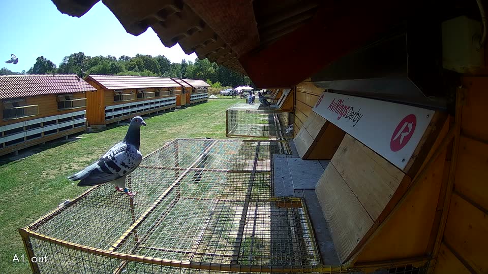 Pigeon Arrival Image For Race Race 5