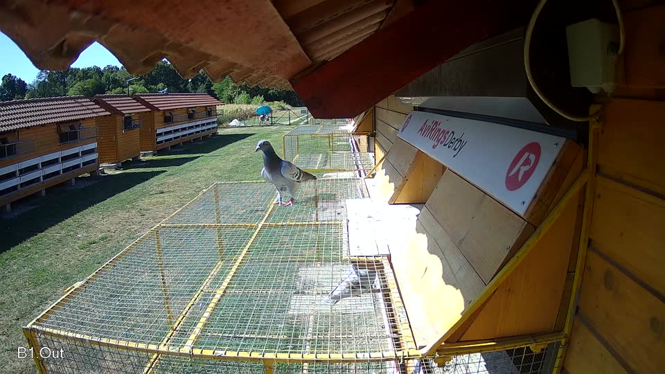 Pigeon Arrival Image For Race Race 3