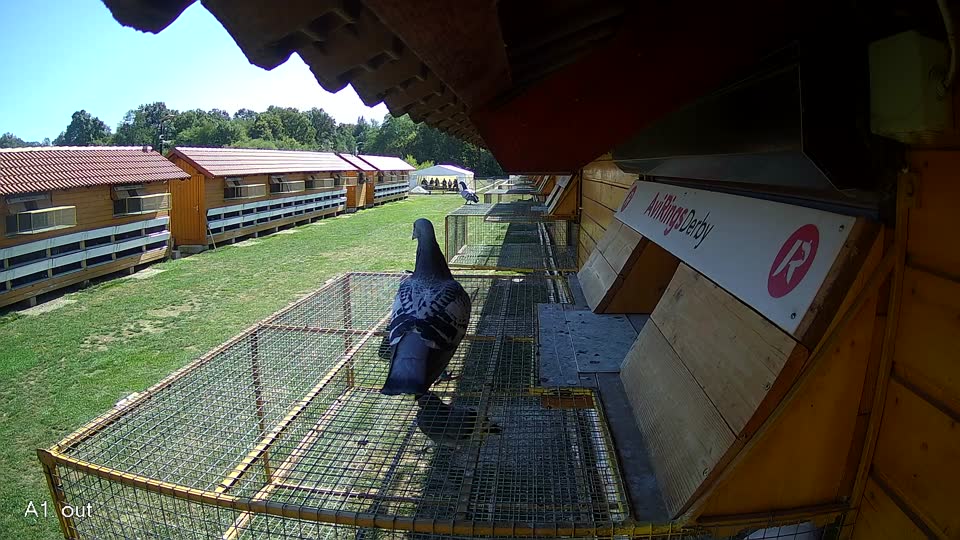 Pigeon Arrival Image For Race Final Race 1/3