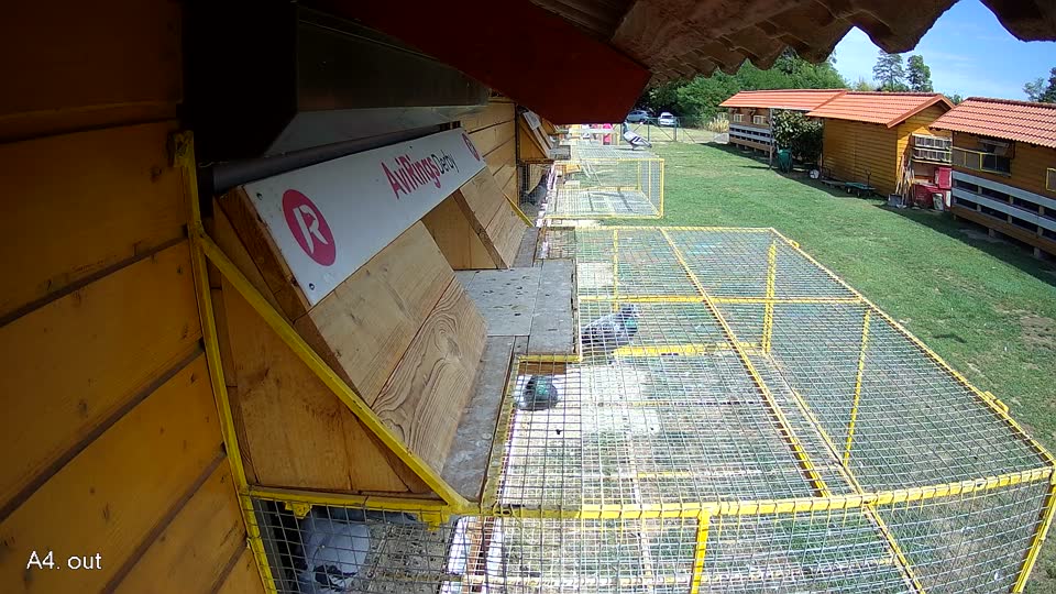 Pigeon Arrival Image For Race Race 4