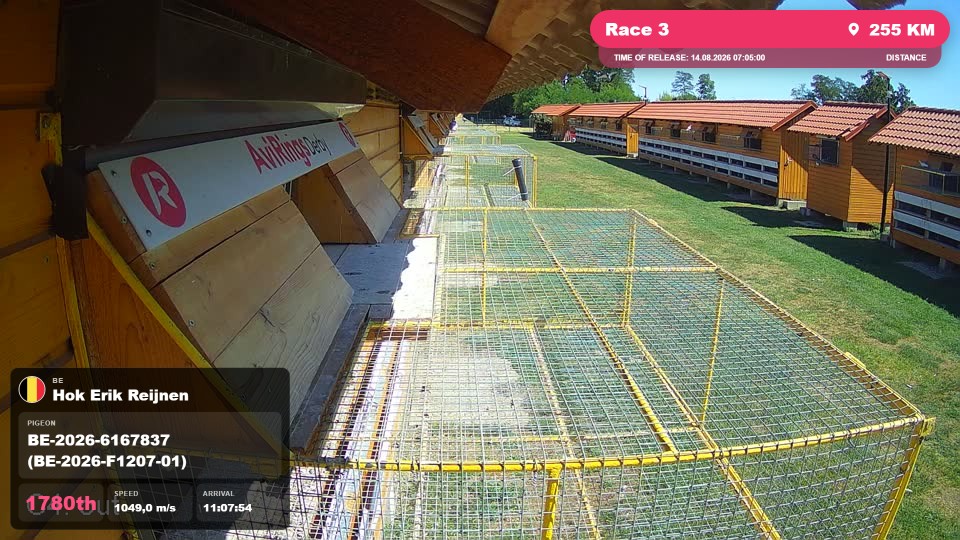 Pigeon Arrival Image For Race Race 3