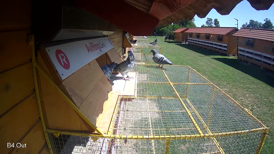 Pigeon Arrival Image For Race Race 2