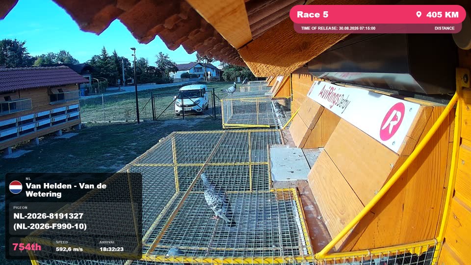 Pigeon Arrival Image For Race Race 5