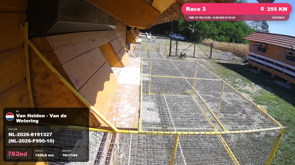 Pigeon Arrival Image For Race Race 3
