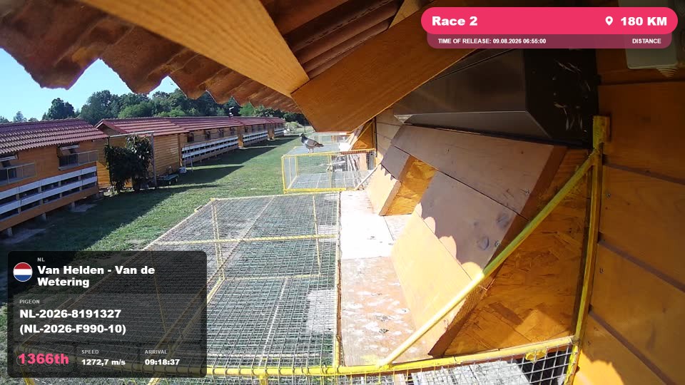 Pigeon Arrival Image For Race Race 2