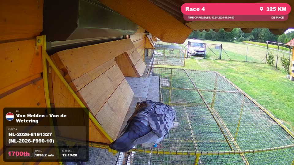 Pigeon Arrival Image For Race Race 4