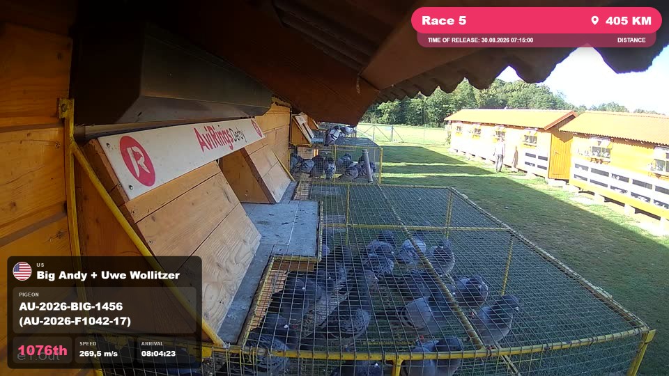Pigeon Arrival Image For Race Race 5