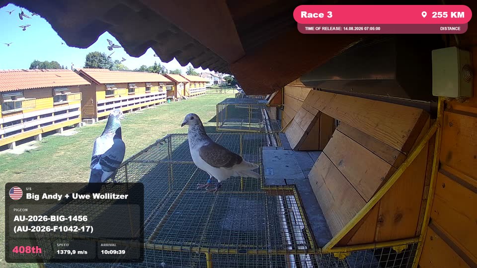 Pigeon Arrival Image For Race Race 3