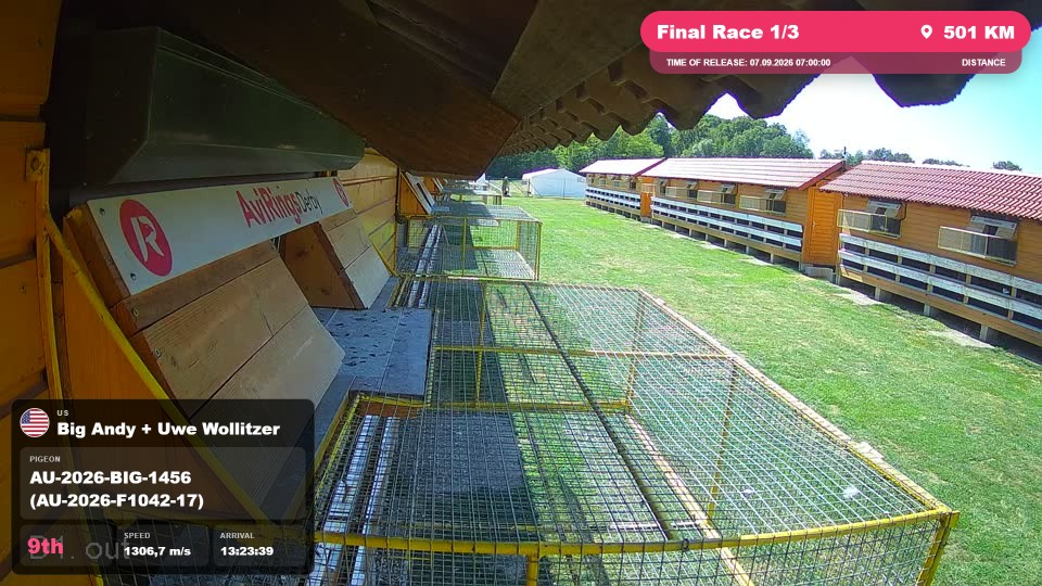 Pigeon Arrival Image For Race Final Race 1/3