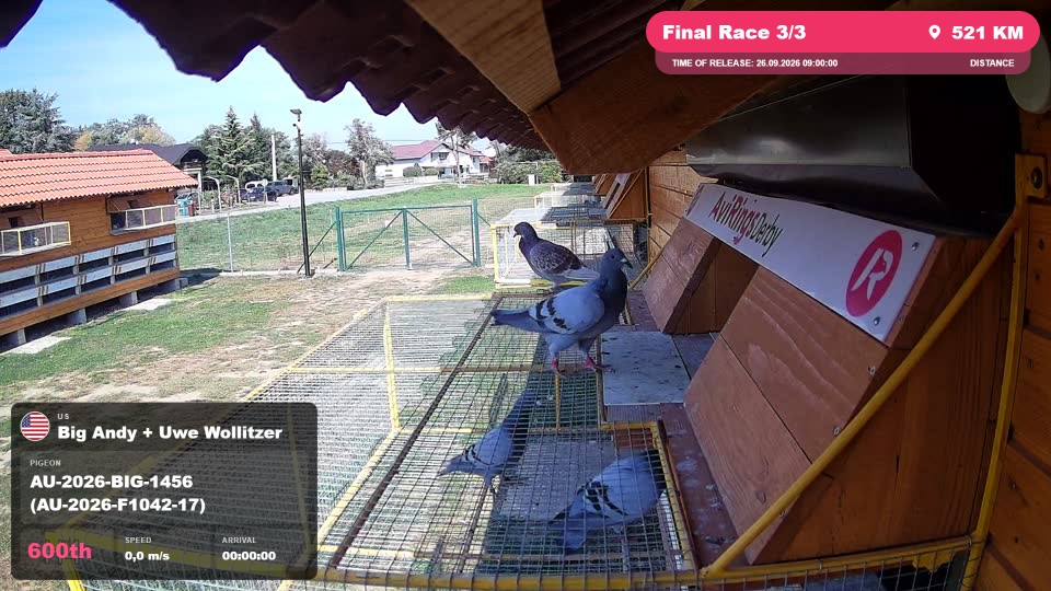 Pigeon Arrival Image For Race Final Race 3/3