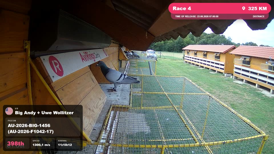 Pigeon Arrival Image For Race Race 4