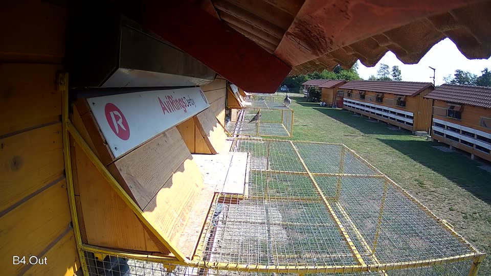 Pigeon Arrival Image For Race Race 1