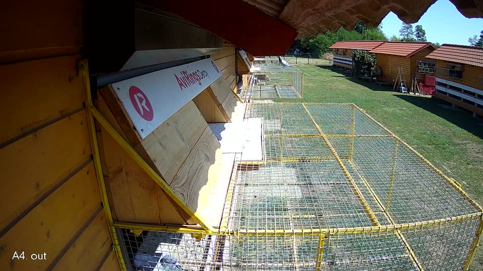 Pigeon Arrival Image For Race Race 2