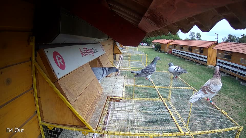 Pigeon Arrival Image For Race Race 4