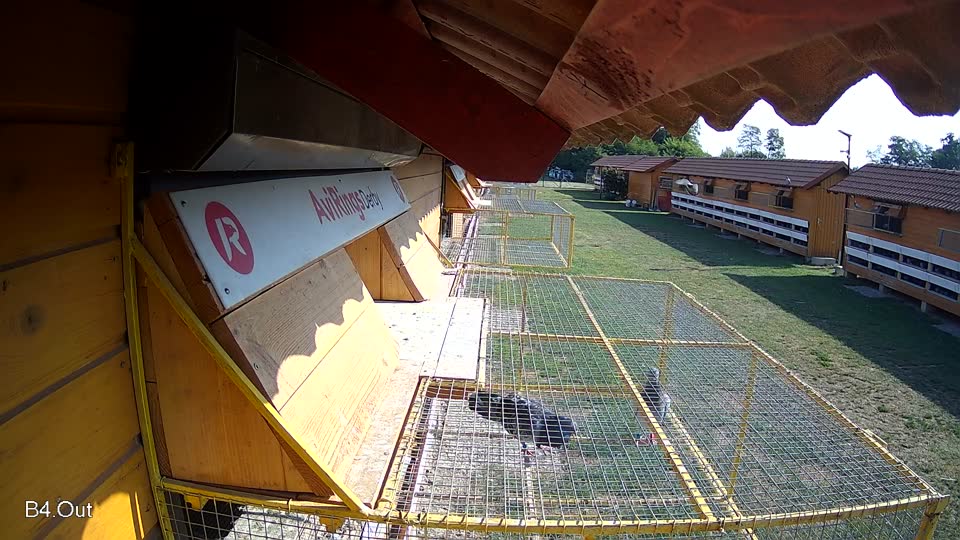 Pigeon Arrival Image For Race Race 1