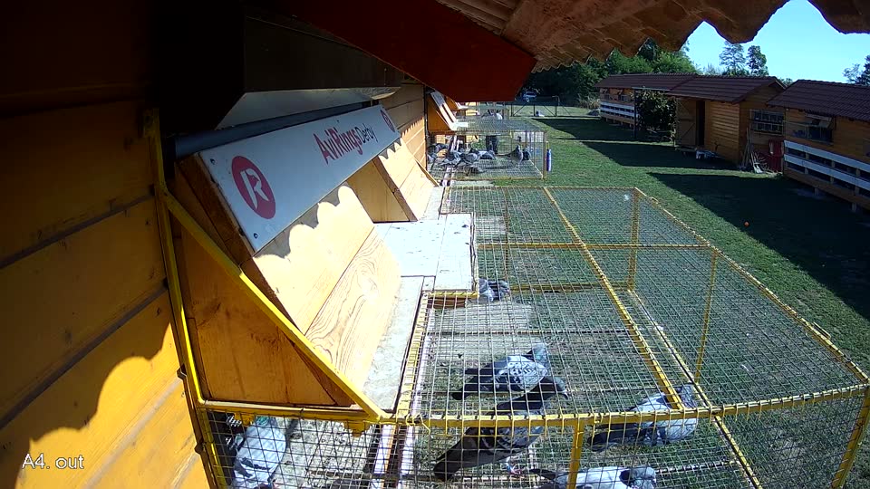 Pigeon Arrival Image For Race Race 5