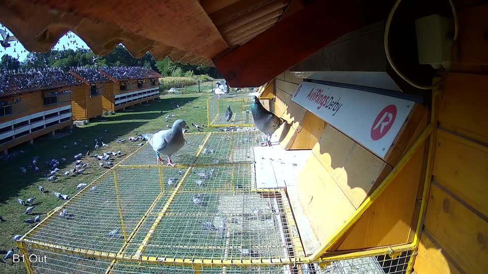 Pigeon Arrival Image For Race Race 2