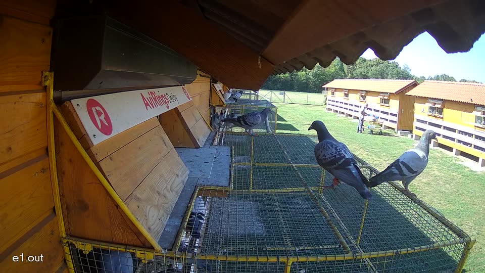 Pigeon Arrival Image For Race Race 5