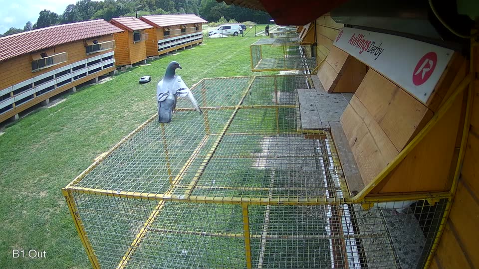 Pigeon Arrival Image For Race Race 6