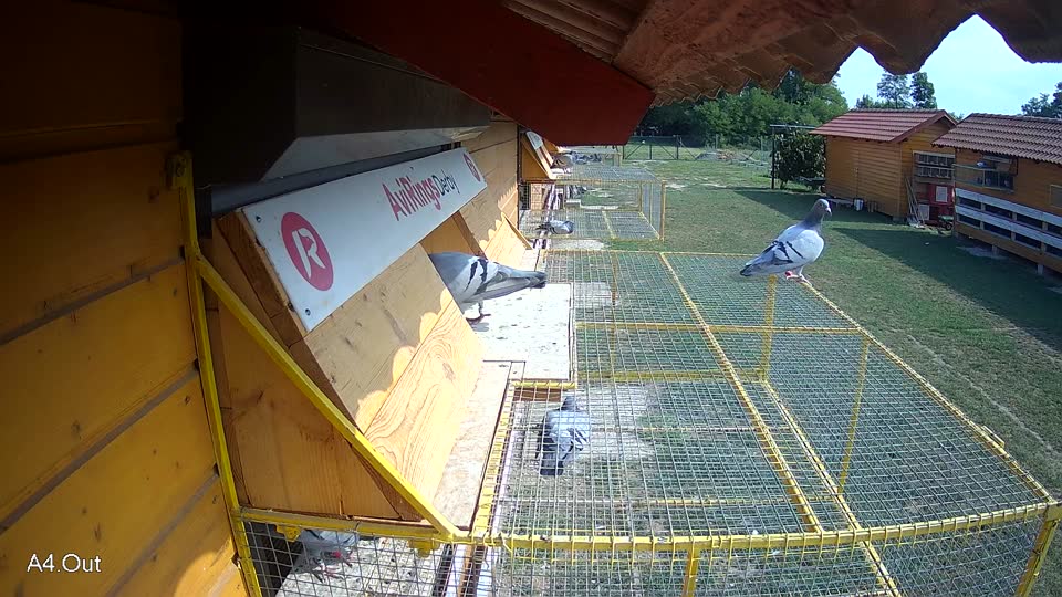 Pigeon Arrival Image For Race Race 4