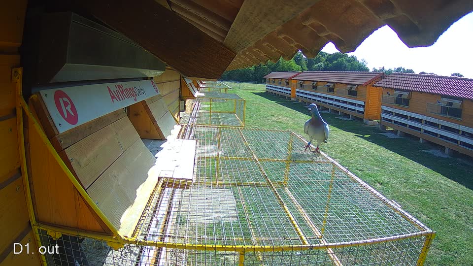 Pigeon Arrival Image For Race Race 5