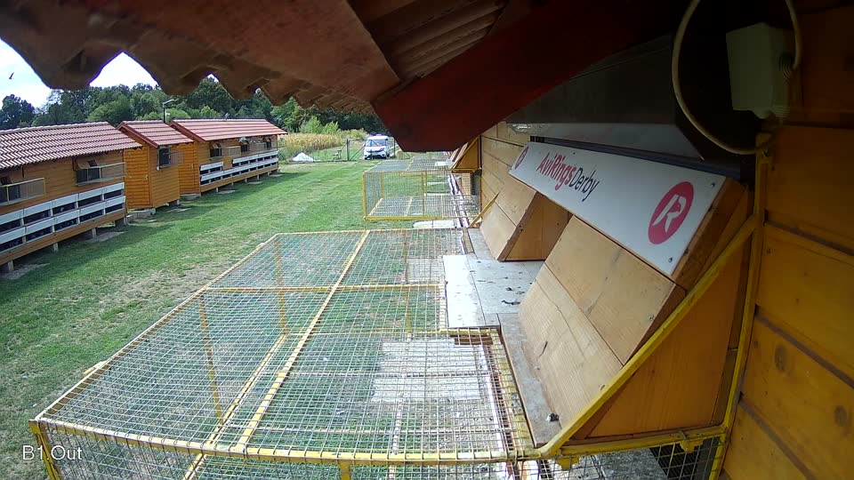 Pigeon Arrival Image For Race Race 4