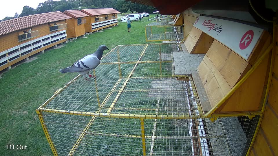 Pigeon Arrival Image For Race Race 6