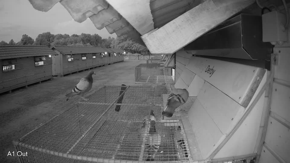 Pigeon Arrival Image For Race Race 4