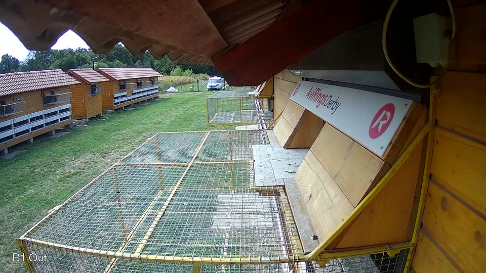 Pigeon Arrival Image For Race Race 4