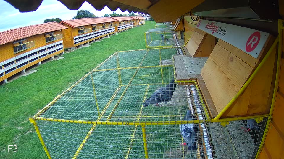 Pigeon Arrival Image For Race Race 6